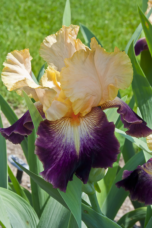 Let's Boogie iris from the Presby Iris Gardens in Montclair New Jersey