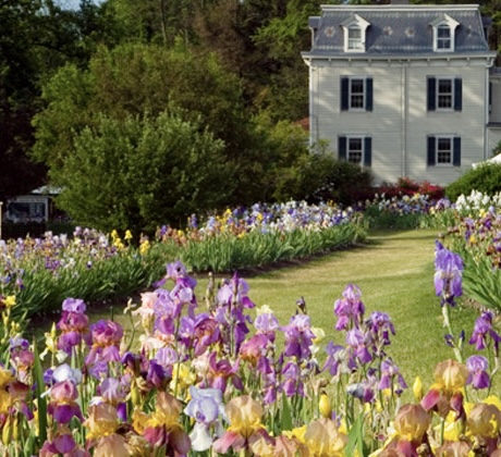 Colorful Iris flowers in Presby Gardens